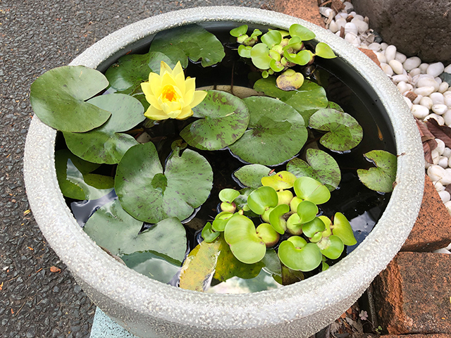水鉢